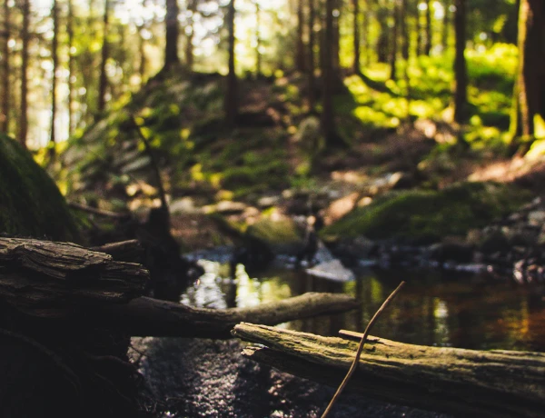 Skog